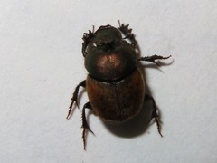 Onthophagus coenobita