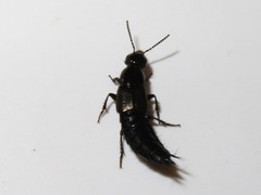 Philonthus splendens