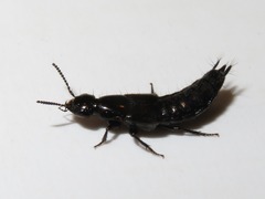 Philonthus splendens