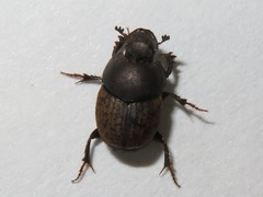 Onthophagus similis
