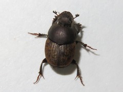 Onthophagus similis