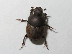 Onthophagus similis
