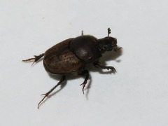Onthophagus similis