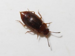 Anthobium unicolor