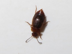 Anthobium unicolor