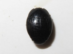 Margarinotus brunneus