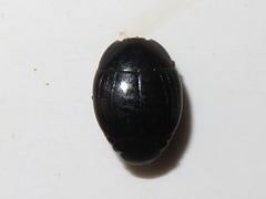 Margarinotus brunneus