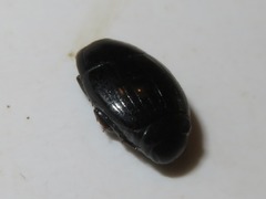 Margarinotus brunneus