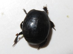 Margarinotus brunneus