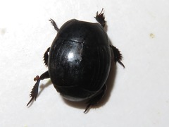 Margarinotus brunneus