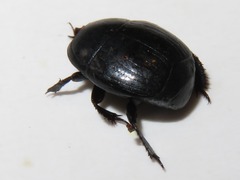 Margarinotus brunneus