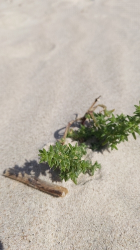 saltwort