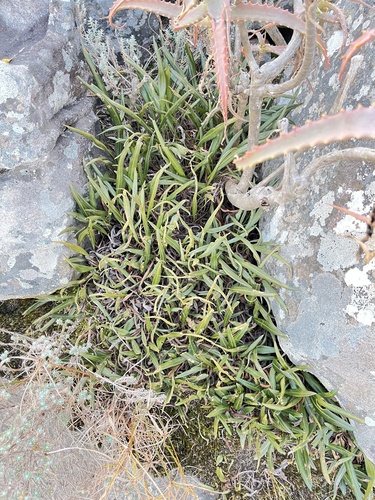 Elaphoglossum conforme observed 2026-07-24