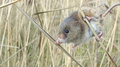 Eurasian Harvest Mouse, 8723 CG Koudum, Nederland, photo 10 of 10