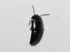 Tachinus rufipes