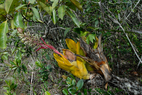 Aechmea brassicoides (Aechmea brassicoides)