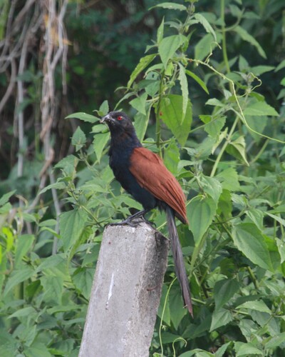 Greater Coucal
