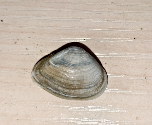 Corbula, 2026-08-09
