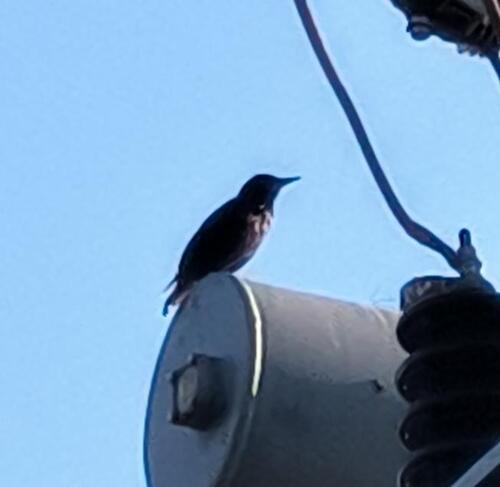 Spotless Starling