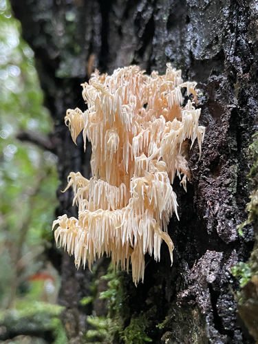 Coral tooth fungus