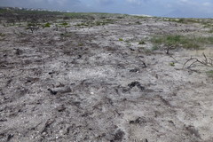 Peziza ammophila