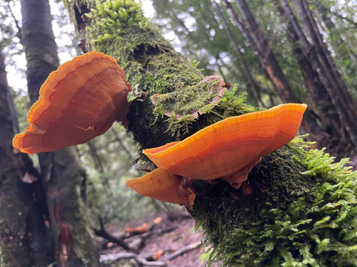 False Turkey-Tail