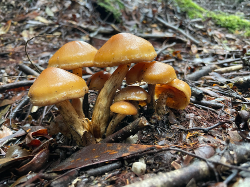Pholiota malicola