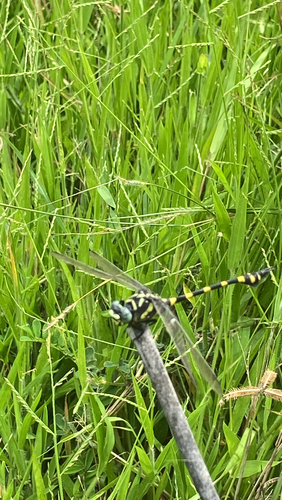 Common Flangetail