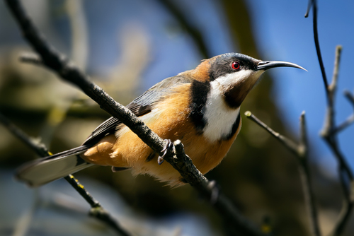 Eastern Spinebill