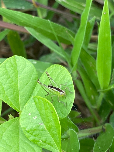 Spotted Meadow Katydid