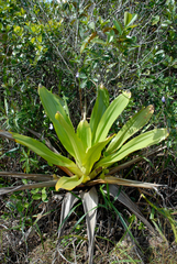 (c) Cody Hinchliff, some rights reserved (CC BY) Utricularia humboldtii, photograph (c) Cody Hinchliff, some rights reserved (CC BY)