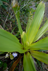 (c) Cody Hinchliff, some rights reserved (CC BY) Utricularia humboldtii, photograph (c) Cody Hinchliff, some rights reserved (CC BY)