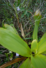 (c) Cody Hinchliff, some rights reserved (CC BY) Utricularia humboldtii, photograph (c) Cody Hinchliff, some rights reserved (CC BY)