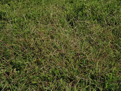 Digitaria heterantha observed 2026-08-05