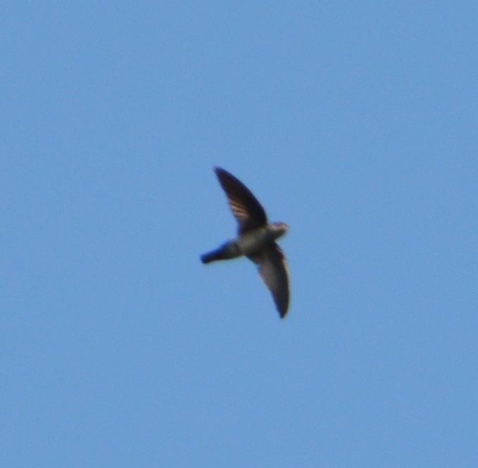 Philippine Swiftlet photo