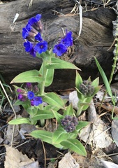 Pulmonaria mollis