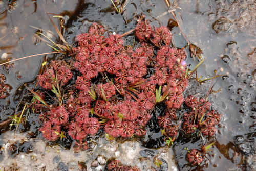 Drosera kaieteurensis