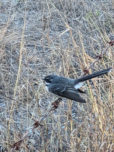 Grey Fantail