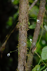 Utricularia jamesoniana