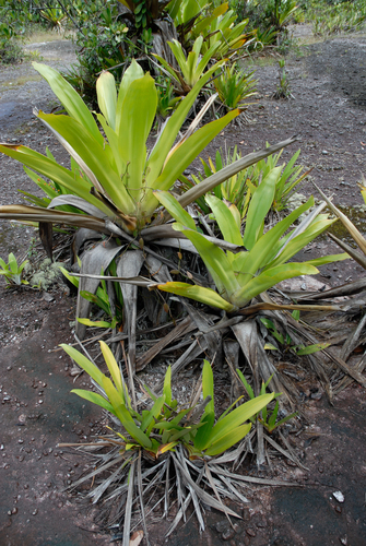Brocchinia micrantha, photograph 5