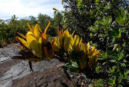Aechmea brassicoides (Aechmea brassicoides)