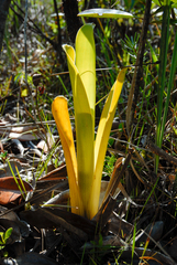 Brocchinia reducta