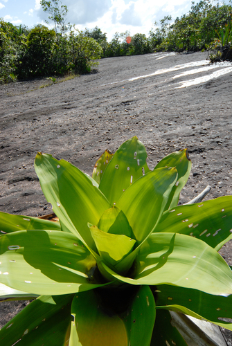 Brocchinia micrantha, photograph 2
