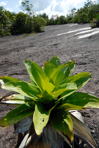 Brocchinia micrantha, photograph 3