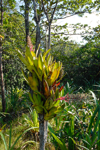 Aechmea brassicoides (Aechmea brassicoides)