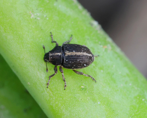 Oprohinus suturalis