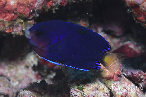 Centropyge fisheri observed 2026-08-02