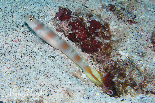 Amblyeleotris yanoi observed 2026-08-02