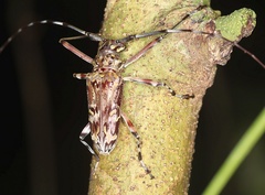 Macropophora trochlearis