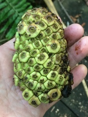 Cussonia sphaerocephala